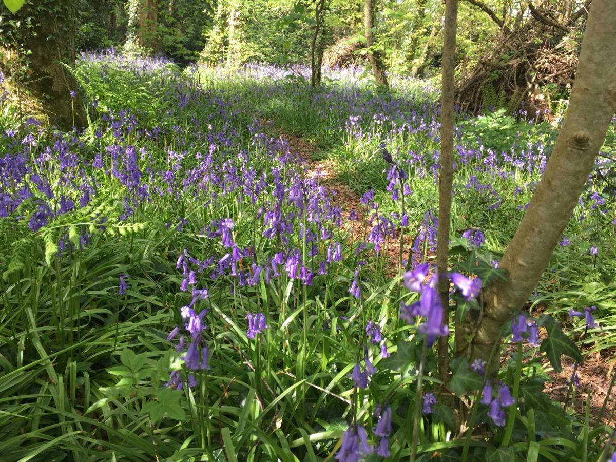 Blackhill Woods Retreat Abbeyleix Eksteriør bilde